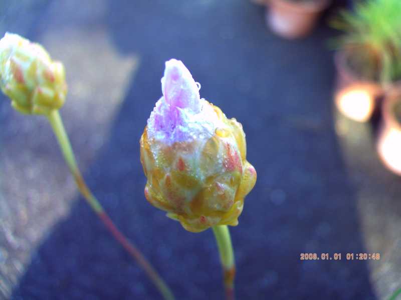 Armeria pungens